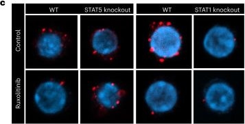 Fig.8.C showing Immunocytochemistry-immunofluorescence in a Mus musculus (House mouse) sample from the publication: Different niches for stem cells carrying the same oncogenic driver affect pathogenesis and therapy response in myeloproliferative neoplasms.