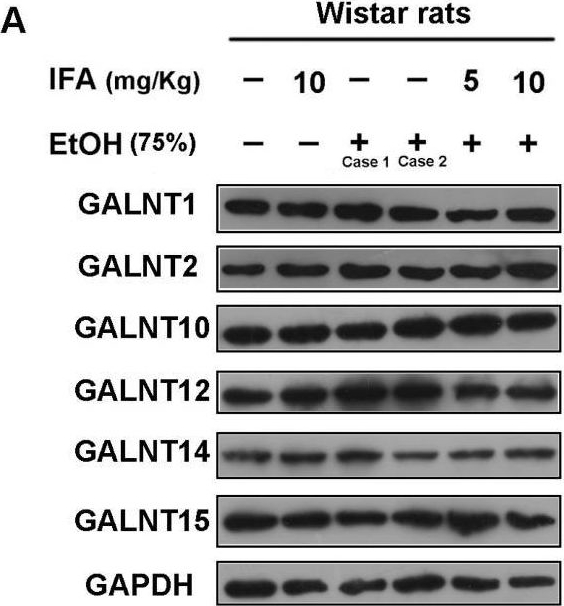 Fig.6.A showing Western Blotting in a Homo sapiens (Human) sample from the publication: Gastroprotective Effect of Isoferulic Acid Derived from Foxtail Millet Bran against Ethanol-Induced Gastric Mucosal Injury by Enhancing GALNT2 Enzyme Activity.