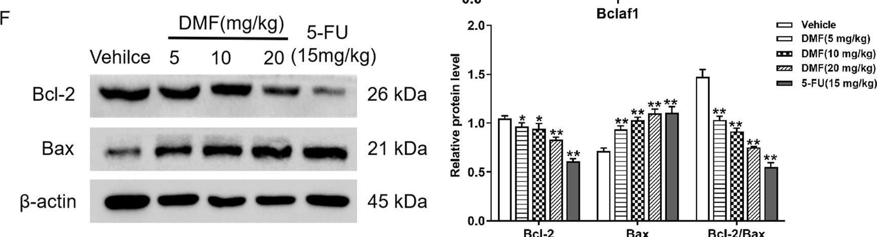 Fig.7.F showing Western Blotting in a Homo sapiens (Human) sample from the publication: Sorbaria sorbifolia flavonoid derivative induces mitochondrial apoptosis in human hepatoma cells through Bclaf1.