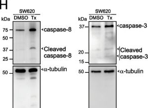 Fig.6.H showing Western Blotting in a Homo sapiens (Human) sample from the publication: NK-A 17E-233I: a novel competitive inhibitor of human dihydroorotate dehydrogenase (DHODH) for cancer therapy.