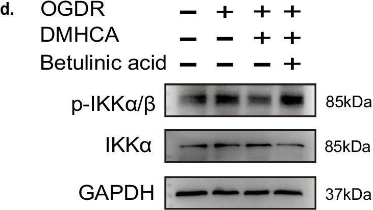 Fig.7.D showing Western Blotting from the publication: N,N-Dimethyl-3β-hydroxycholenamide attenuates neuronal death and retinal inflammation in retinal ischemia/reperfusion injury by inhibiting Ninjurin 1.