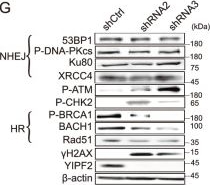 Fig.2.G showing Western Blotting in a Homo sapiens (Human) sample from the publication: YIPF2 regulates genome integrity.