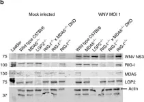 Fig.1.B showing Western Blotting from the publication: RIG-I-like receptors direct inflammatory macrophage polarization against West Nile virus infection.