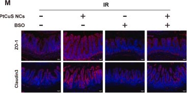 Fig.5.M showing Immunohistochemistry-immunofluorescence from the publication: Oral of PtCuS nanoclusters mitigates acute radiation-induced intestinal injury by coordinating glutathione metabolism, macrophage repolarization, and gut microbiota.