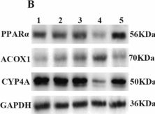 Fig.5.B showing Western Blotting in a Mus musculus (House mouse) sample from the publication: Annexin A1 exacerbates islet stellate cell activation by regulating triglyceride catabolism via the PPARα/ACOX1/CYP4a pathway.
