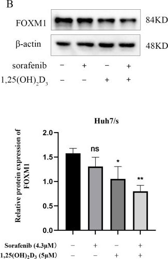 Fig.9.B showing Western Blotting from the publication: Exploring the Molecular Mechanism of 1,25(OH)2D3 Reversal of Sorafenib Resistance in Hepatocellular Carcinoma Based on Network Pharmacology and Experimental Validation.