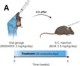 Fig.6.A from the publication: TLR7 signaling aggravates lung inflammation associated with increased anti-Scl-70 autoantibody production in murine bleomycin-induced systemic sclerosis.