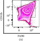 Fig.1.A showing Flow cytometry/Cell sorting in a Mus musculus (House mouse) sample from the publication: Integrated Functional Analysis of the Nuclear Proteome of Classically and Alternatively Activated Macrophages.
