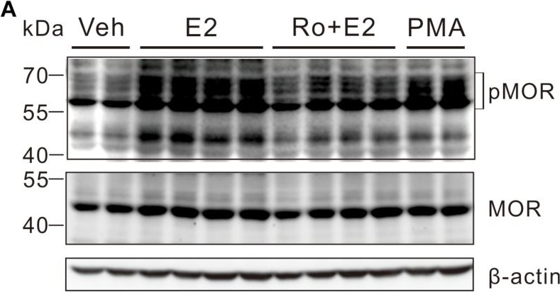 Fig.5.A showing Western Blotting in a Homo sapiens (Human) sample from the publication: Activation of the G Protein-Coupled Estrogen Receptor Elicits Store Calcium Release and Phosphorylation of the Mu-Opioid Receptors in the Human Neuroblastoma SH-SY5Y Cells.