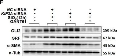Fig.7.F showing Western Blotting from the publication: Silica Perturbs Primary Cilia and Causes Myofibroblast Differentiation during Silicosis by Reduction of the KIF3A-Repressor GLI3 Complex.