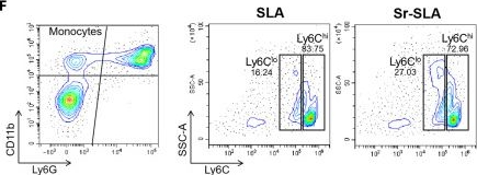 Fig.4.F showing Flow cytometry/Cell sorting in a Mus musculus (House mouse) sample from the publication: The Strontium Ion Reprograms Monocyte Subsets via TRPM2 Channel Regulation to Enhance Osseointegration.