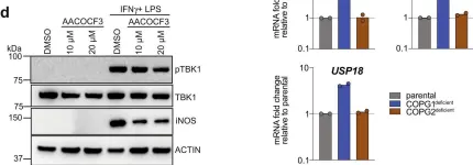 Fig.6.D showing Western Blotting in a Homo sapiens (Human) sample from the publication: Deficiency in coatomer complex I causes aberrant activation of STING signalling.