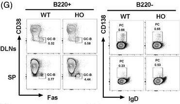 Fig.7.G showing Flow cytometry/Cell sorting in a Mus musculus (House mouse) sample from the publication: LncRNA IL21-AS1 interacts with hnRNPU protein to promote IL21 overexpression and aberrant differentiation of Tfh cells in systemic lupus erythematosus.