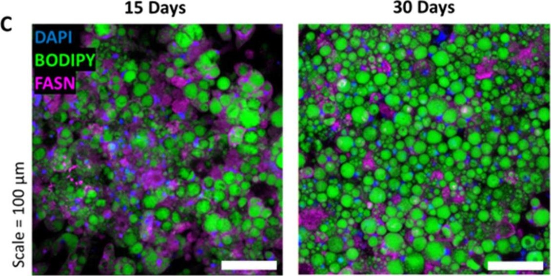 Fig.2.C showing Immunocytochemistry in a Mus musculus (House mouse) sample from the publication: Aggregating in vitro-grown adipocytes to produce macroscale cell-cultured fat tissue with tunable lipid compositions for food applications.