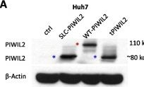 Fig.2.A showing Western Blotting in a Homo sapiens (Human) sample from the publication: Peptide‑based therapeutics targeting the SLC39A14‑PIWIL2 fusion in hepatocellular carcinoma.