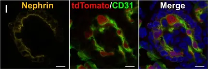 Fig.5.I showing Immunohistochemistry-immunofluorescence in a Mus musculus (House mouse) sample from the publication: Reconstitution of the embryonic kidney identifies a donor cell contribution to the renal vasculature upon transplantation.