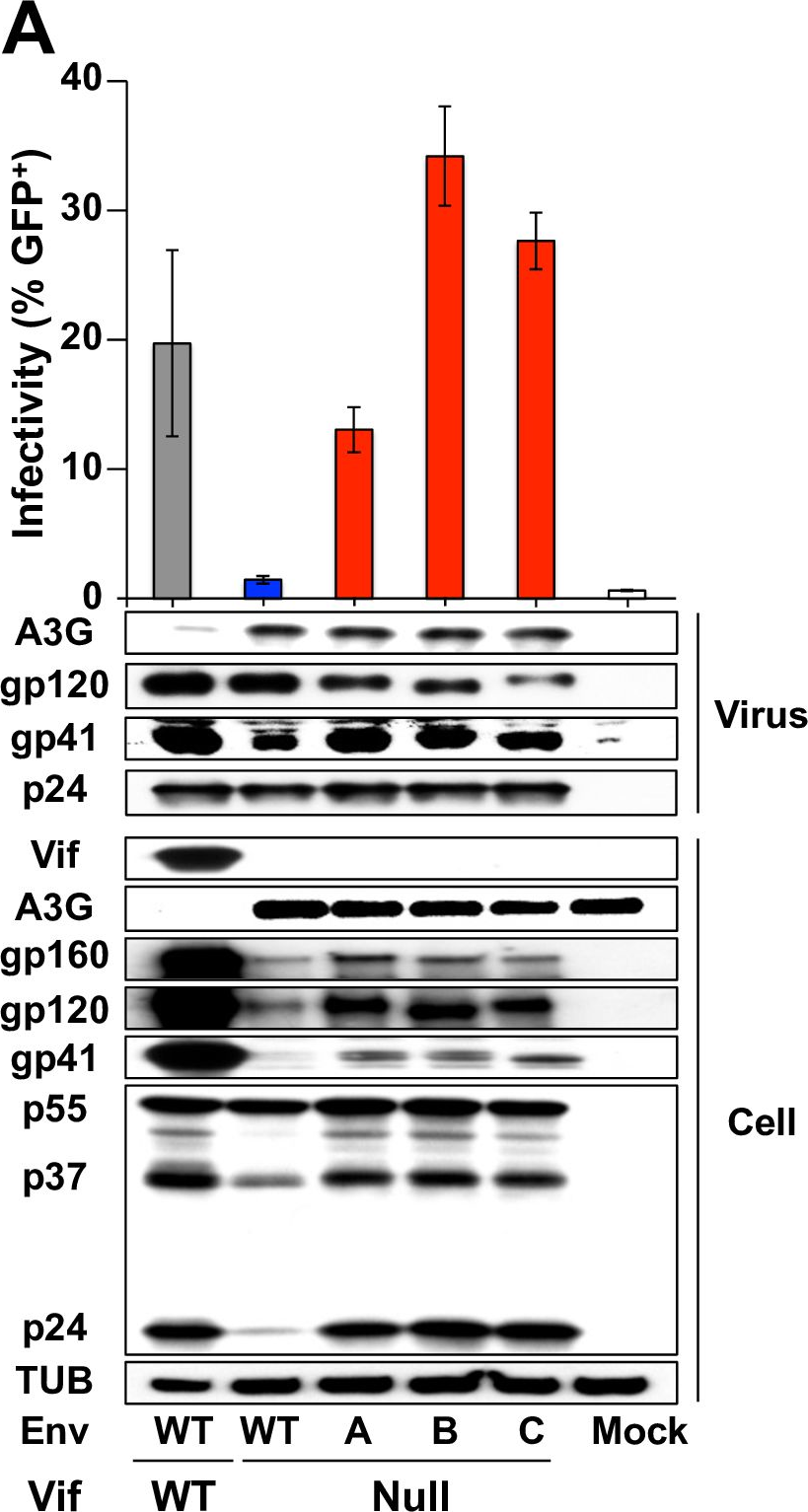 Fig.3.A showing Western Blotting in a Homo sapiens (Human) sample from the publication: HIV-1 adaptation studies reveal a novel Env-mediated homeostasis mechanism for evading lethal hypermutation by APOBEC3G.