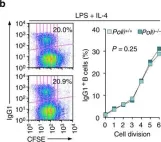 Fig.3.B showing Flow cytometry/Cell sorting in a Mus musculus (House mouse) sample from the publication: Rad52 competes with Ku70/Ku86 for binding to S-region DSB ends to modulate antibody class-switch DNA recombination.