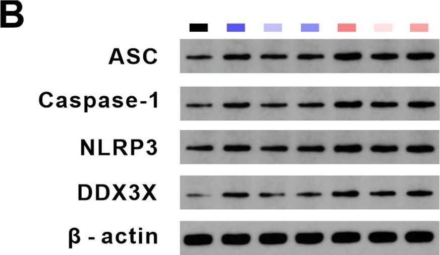 Fig.5.B showing Western Blotting from the publication: Exosomal Lnc NEAT1 from endothelial cells promote bone regeneration by regulating macrophage polarization via DDX3X/NLRP3 axis.