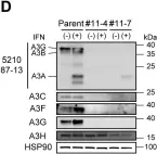 Fig.2.D showing Western Blotting from the publication: APOBEC3 degradation is the primary function of HIV-1 Vif determining virion infectivity in the myeloid cell line THP-1.