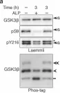 Fig.2.A showing Western Blotting from the publication: In vivo regulation of glycogen synthase kinase 3β activity in neurons and brains.