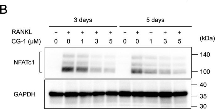 Fig.4.B showing Western Blotting from the publication: Limonoid 7-Deacetoxy-7-oxogedunin (CG-1) Attenuates RANKL-Induced Osteoclastogenesis via Inhibiting PI3K/Akt-NFATc1 Axis.