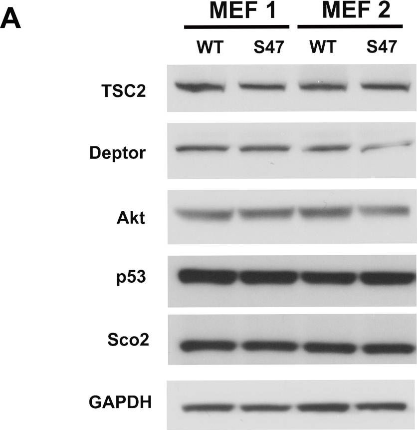 Fig.4.A showing Western Blotting in a Mus musculus (House mouse) sample from the publication: Increased mTOR activity and metabolic efficiency in mouse and human cells containing the African-centric tumor-predisposing p53 variant Pro47Ser.