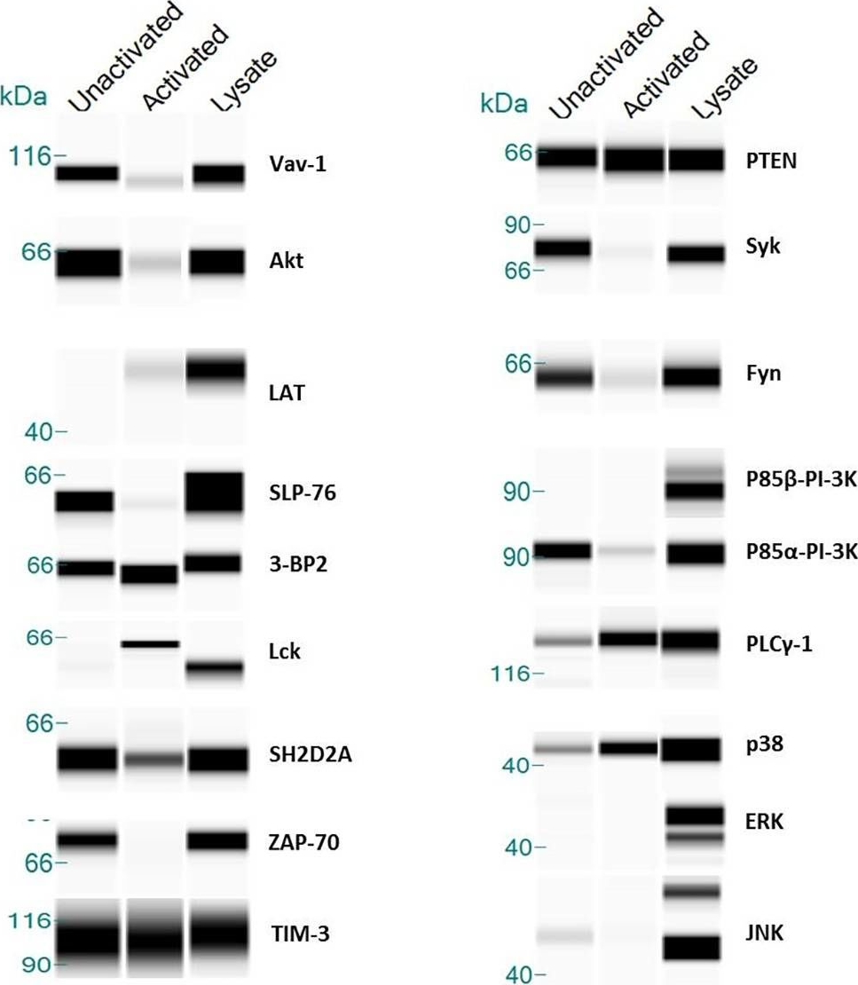 Fig.5.A showing Simple Western - Size in a Homo sapiens (Human) sample from the publication: TIM-3 Suppresses Anti-CD3/CD28-Induced TCR Activation and IL-2 Expression through the NFAT Signaling Pathway.