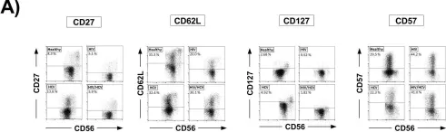 Fig.3.A showing Flow cytometry/Cell sorting from the publication: Alterations of the NK cell pool in HIV/HCV co-infection.
