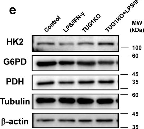 Fig.4.E showing Western Blotting from the publication: LncRNA TUG1 mediates microglial inflammatory activation by regulating glucose metabolic reprogramming.