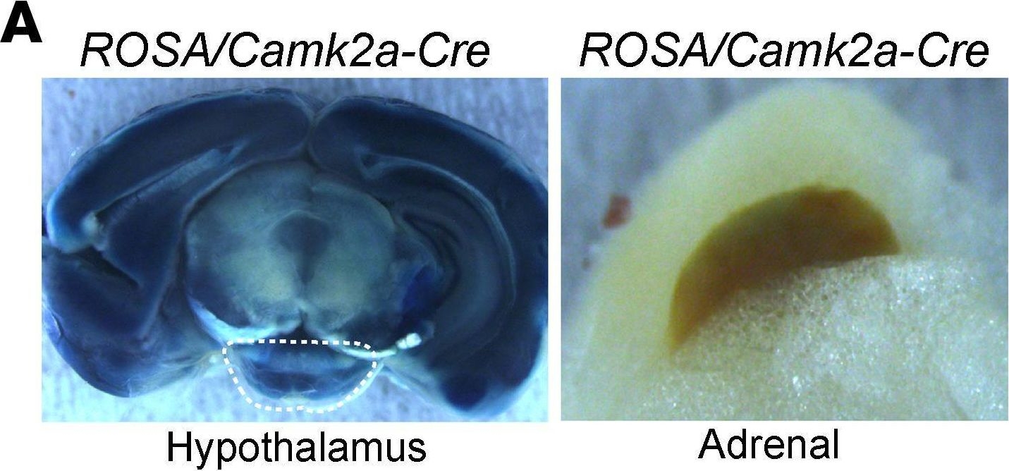 Fig.3.A from the publication: Embryonic osteocalcin signaling determines lifelong adrenal steroidogenesis and homeostasis in the mouse.