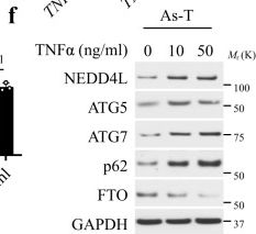Autophagy of the m6A mRNA demethylase FTO is impaired by low-level arsenic exposure to promote tumorigenesis.