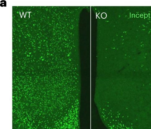 Fig.3.A showing Immunohistochemistry-immunofluorescence in a Mus musculus (House mouse) sample from the publication: Global, neuronal or β cell-specific deletion of inceptor improves glucose homeostasis in male mice with diet-induced obesity.