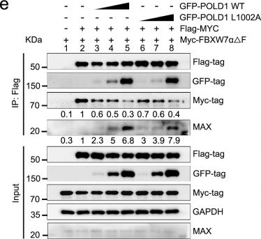 Fig.6.E showing Western Blotting from the publication: DNA polymerase POLD1 promotes proliferation and metastasis of bladder cancer by stabilizing MYC.