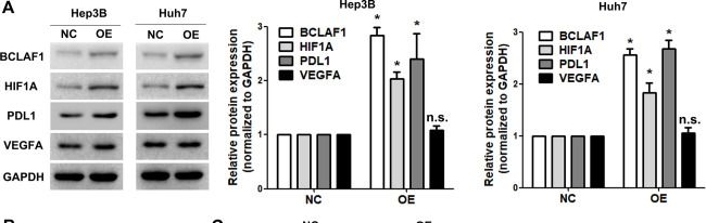 Fig.6.A showing Western Blotting from the publication: BCLAF1-induced HIF-1α accumulation under normoxia enhances PD-L1 treatment resistances via BCLAF1-CUL3 complex.