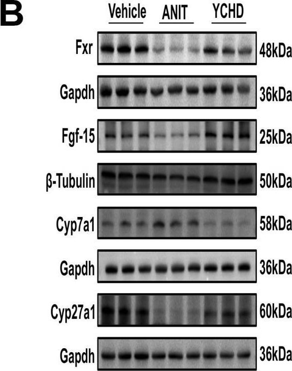 Fig.3.B showing Western Blotting from the publication: Yinchenhao Decoction Mitigates Cholestatic Liver Injury in Mice via Gut Microbiota Regulation and Activation of FXR-FGF15 Pathway.