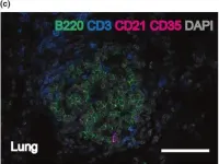 Fig.1.C showing Immunohistochemistry-immunofluorescence in a Mus musculus (House mouse) sample from the publication: Constitutive overexpression of TNF in BPSM1 mice causes iBALT and bone marrow nodular lymphocytic hyperplasia.