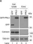 Fig.3.C showing Western Blotting from the publication: PRL3-zumab as an immunotherapy to inhibit tumors expressing PRL3 oncoprotein.