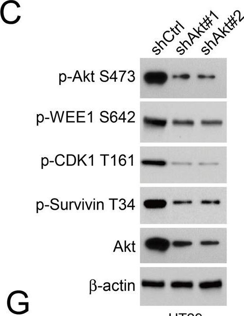 Fig.3.C showing Western Blotting from the publication: Targeting survivin with Tanshinone IIA inhibits tumor growth and overcomes chemoresistance in colorectal cancer.