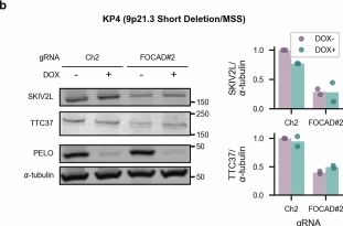 Fig.5.B showing Western Blotting from the publication: SKI complex loss renders 9p21.3-deleted or MSI-H cancers dependent on PELO.