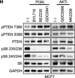 Fig.5.H showing Western Blotting in a Homo sapiens (Human) sample from the publication: USP10/GSK3β-mediated inhibition of PTEN drives resistance to PI3K inhibitors in breast cancer.