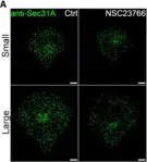 Fig.1.A showing Immunocytochemistry-immunofluorescence from the publication: Mechanical strain stimulates COPII-dependent secretory trafficking via Rac1.