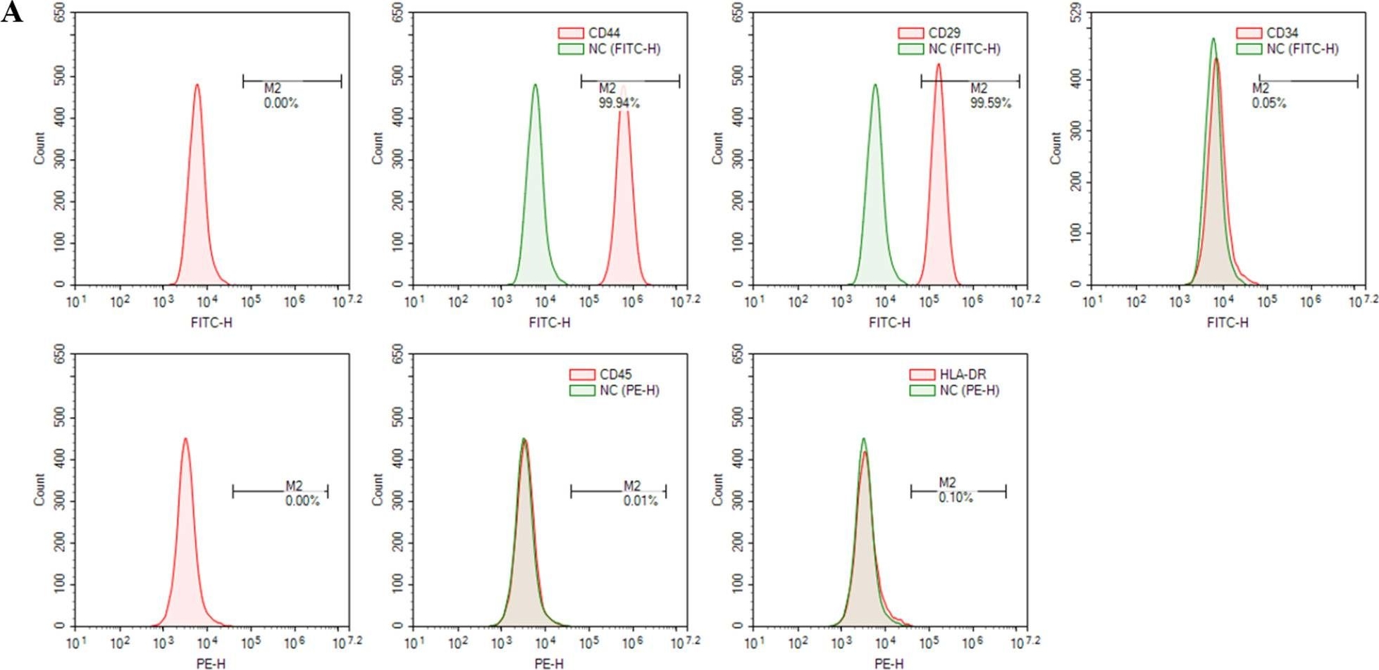 Fig.1.A showing Flow cytometry/Cell sorting in a Homo sapiens (Human) sample from the publication: TNF-α activates RELA expression via TNFRSF1B to upregulate OPA1 expression and inhibit chondrogenic differentiation of human adipose stem cells.