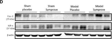 Fig.4.D showing Western Blotting from the publication: Effects of a probiotic suspension Symprove™ on a rat early-stage Parkinson's disease model.