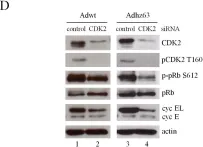 Fig.7.D showing Western Blotting from the publication: Molecular basis for viral selective replication in cancer cells: activation of CDK2 by adenovirus-induced cyclin E.