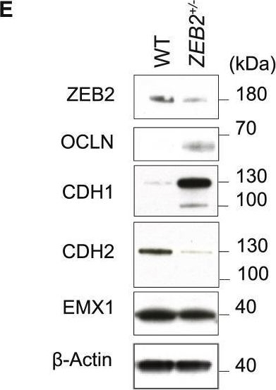 Fig.6.E showing Western Blotting from the publication: An early cell shape transition drives evolutionary expansion of the human forebrain.