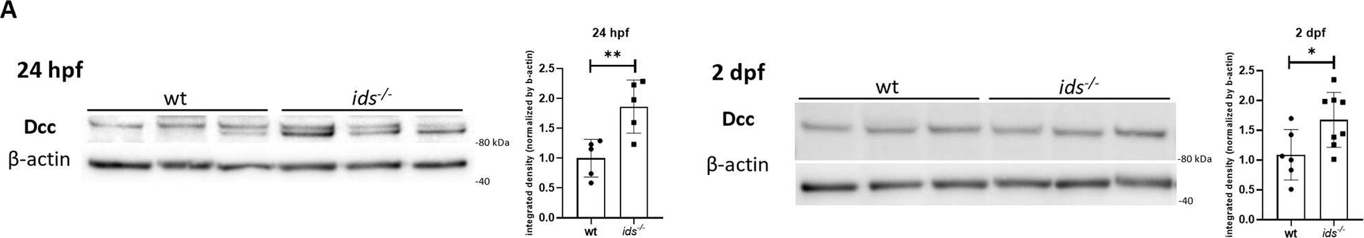 Fig.1.A showing Western Blotting in a Danio rerio (Zebrafish) sample from the publication: Mucopolysaccharidosis type II zebrafish model exhibits early impaired proteasomal-mediated degradation of the axon guidance receptor Dcc.