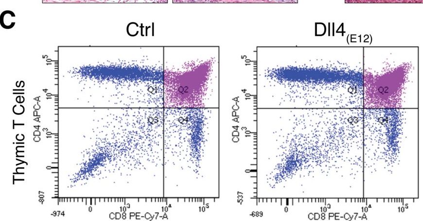 Fig.2.C showing Flow cytometry/Cell sorting in a Mus musculus (House mouse) sample from the publication: Induction of osteogenesis by bone-targeted Notch activation.