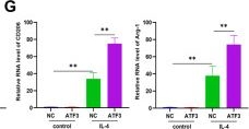 Fig.3.G showing Enzyme-linked immunosorbent assay from the publication: ATF3 triggers M2 macrophage polarization to protect against pulp inflammation through WNT4 regulation.