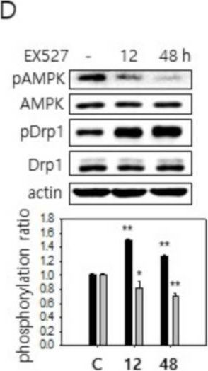 Fig.3.D showing Western Blotting from the publication: Nicotinamide Treatment Facilitates Mitochondrial Fission through Drp1 Activation Mediated by SIRT1-Induced Changes in Cellular Levels of cAMP and Ca2.